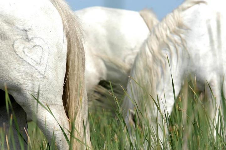 À propos de notre élevage de chevaux et de vaches à Arles